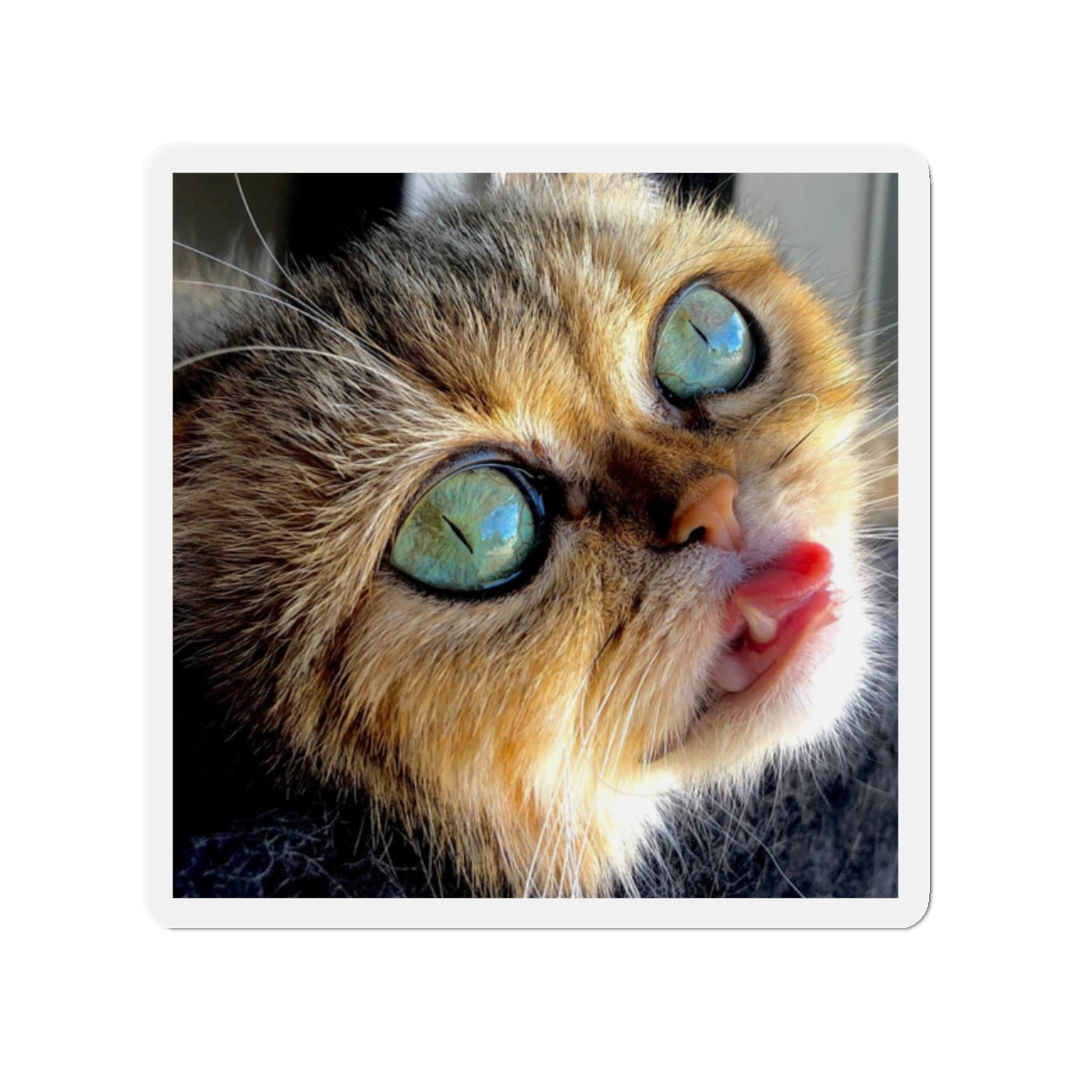 Crispy Cat Die-Cut Magnets